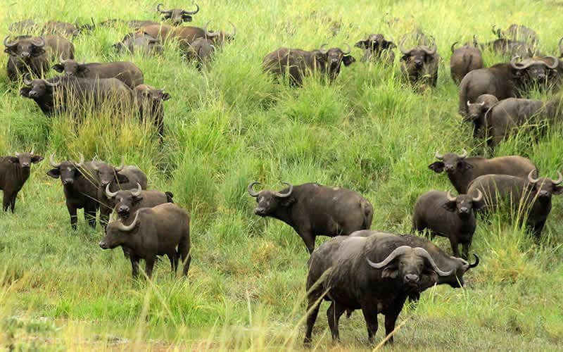 Uganda, wildebeest - bifeļi Mburo NP, ceļojumi mazā grupā, Mundus